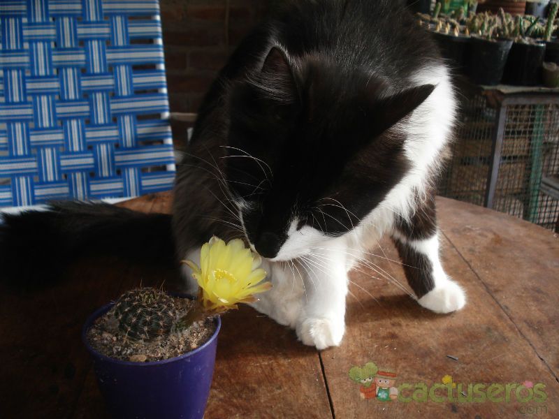 A photo of Echinopsis aurea