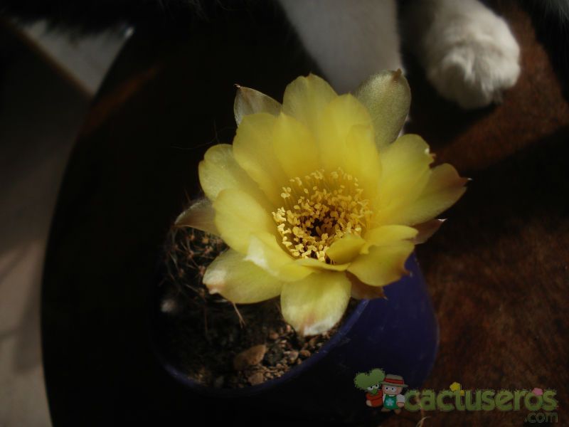 A photo of Echinopsis aurea