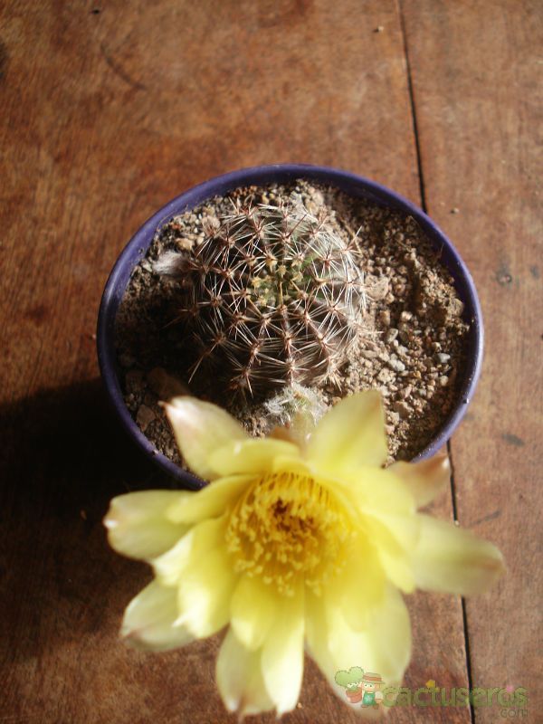 A photo of Echinopsis aurea