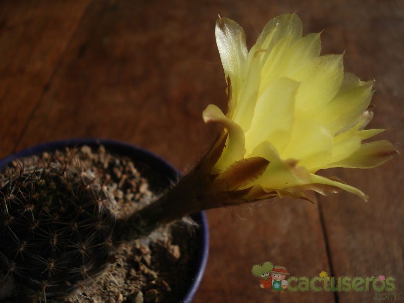 A photo of Echinopsis aurea