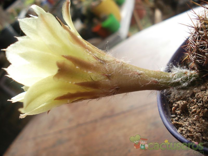 A photo of Echinopsis aurea