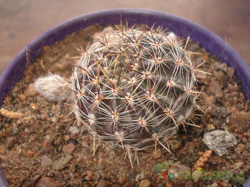A photo of Echinopsis aurea