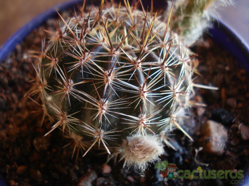 A photo of Echinopsis aurea