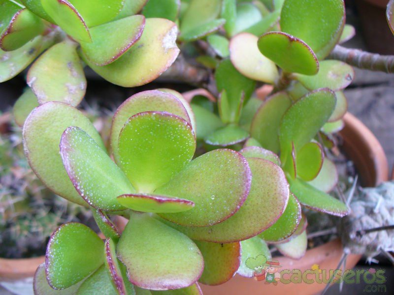 A photo of Crassula ovata