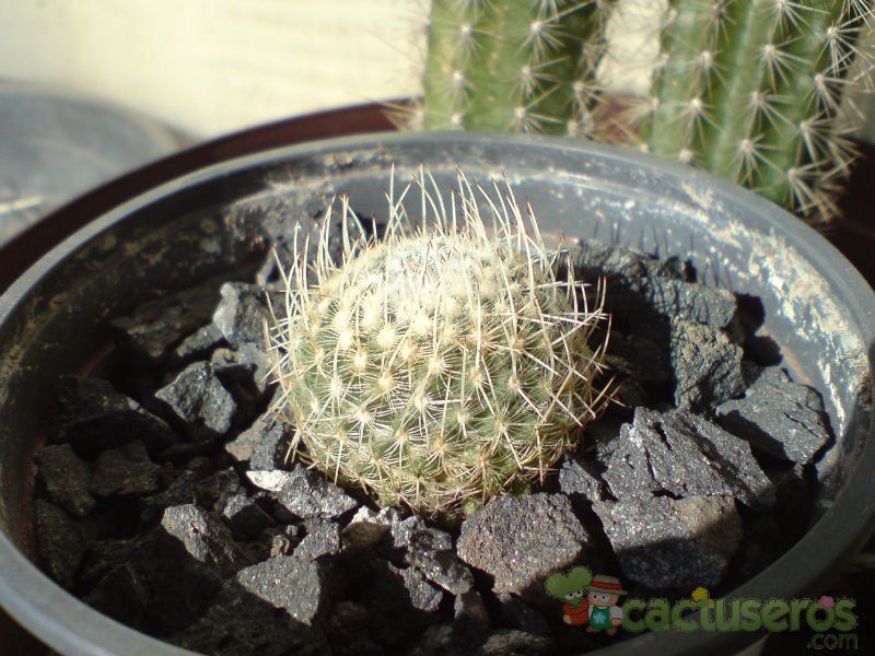 A photo of Mammillaria geminispina
