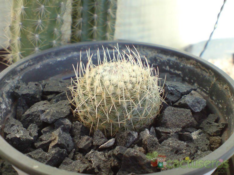 A photo of Mammillaria geminispina