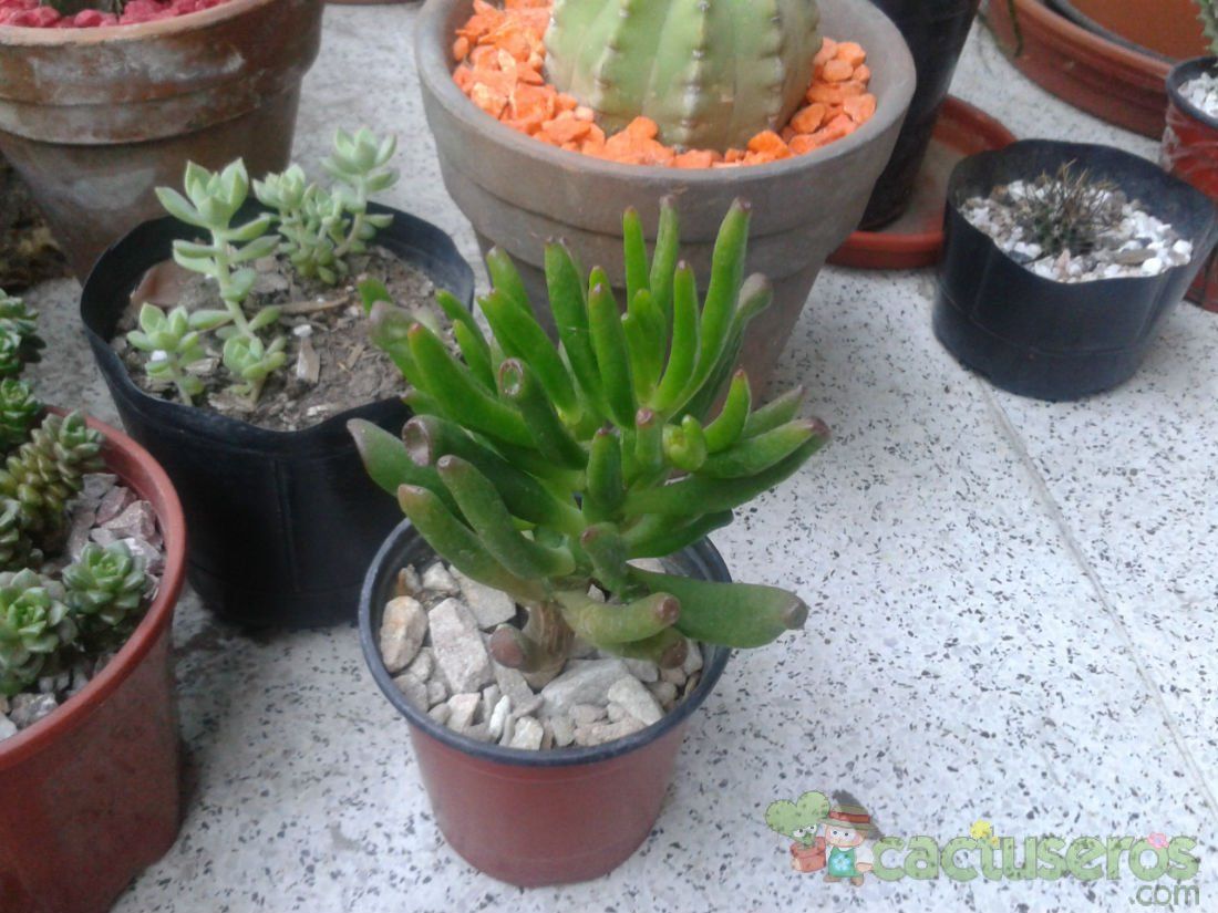 A photo of Crassula ovata cv. gollum