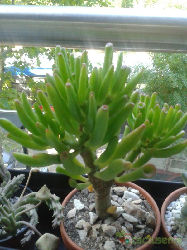 A photo of Crassula ovata cv. gollum