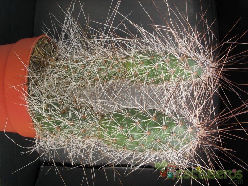 A photo of Opuntia polyacantha var. hystricina