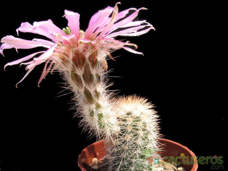 Una foto de Echinocereus pseudopectinatus