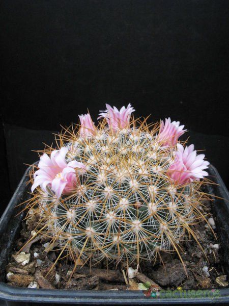 A photo of Mammillaria discolor