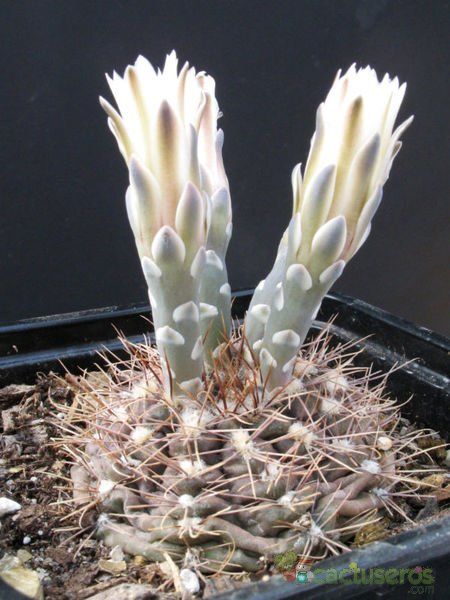 A photo of Gymnocalycium anisitsii