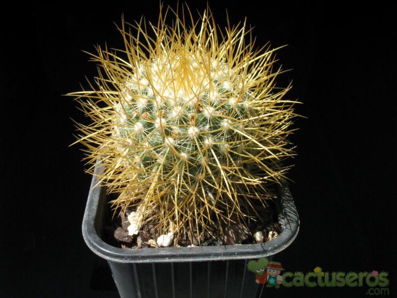 A photo of Mammillaria rhodantha ssp. pringlei