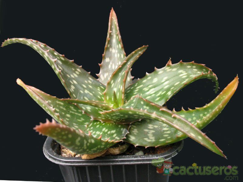 A photo of Aloe dorotheae
