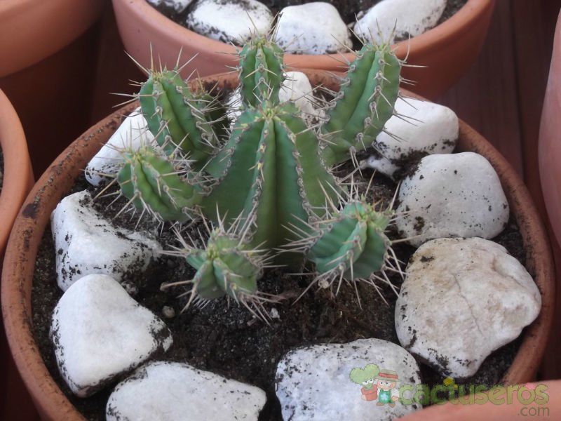 A photo of Euphorbia polyacantha