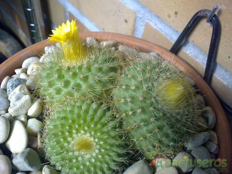 Una foto de Parodia chrysacanthion