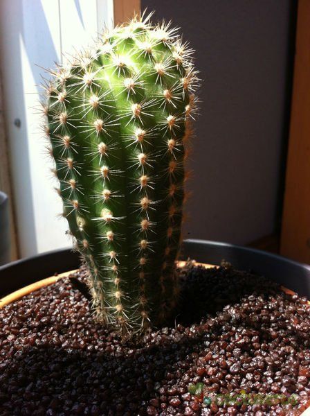 Una foto de Echinopsis werdermannii