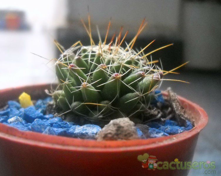 A photo of Mammillaria decipiens ssp. decipiens