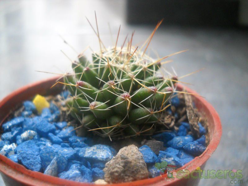 A photo of Mammillaria decipiens ssp. decipiens