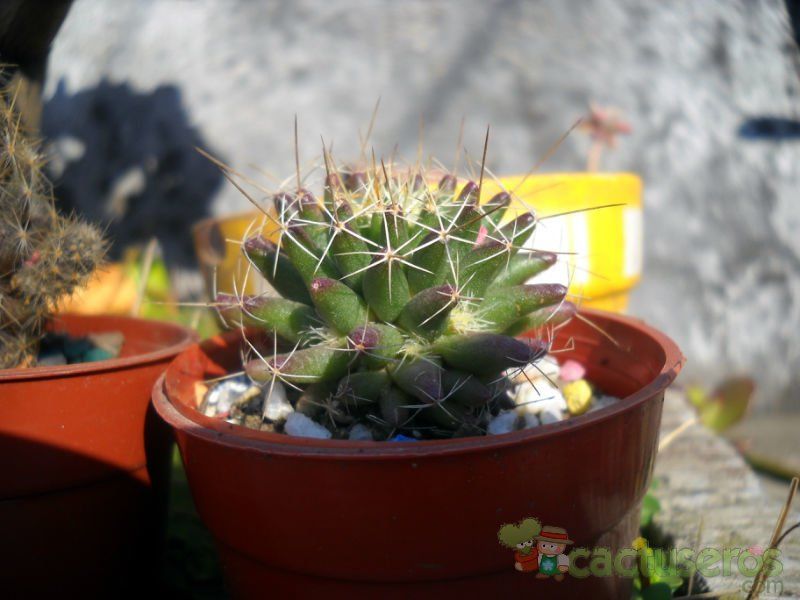 A photo of Mammillaria decipiens ssp. decipiens