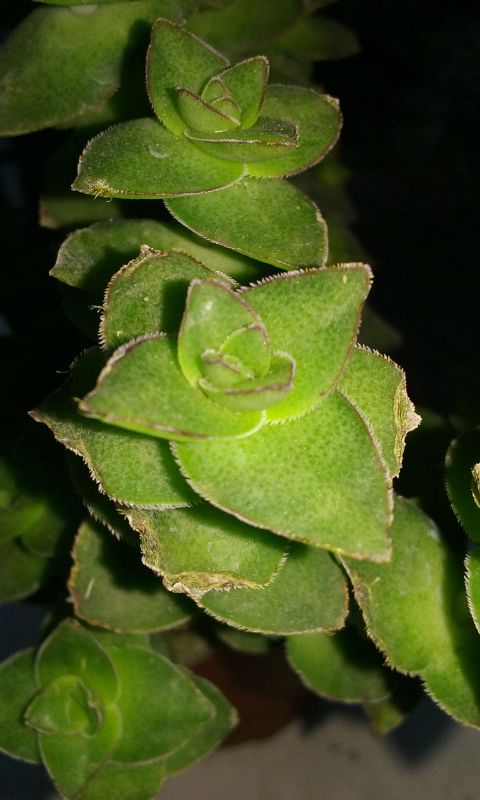 A photo of Crassula perforata