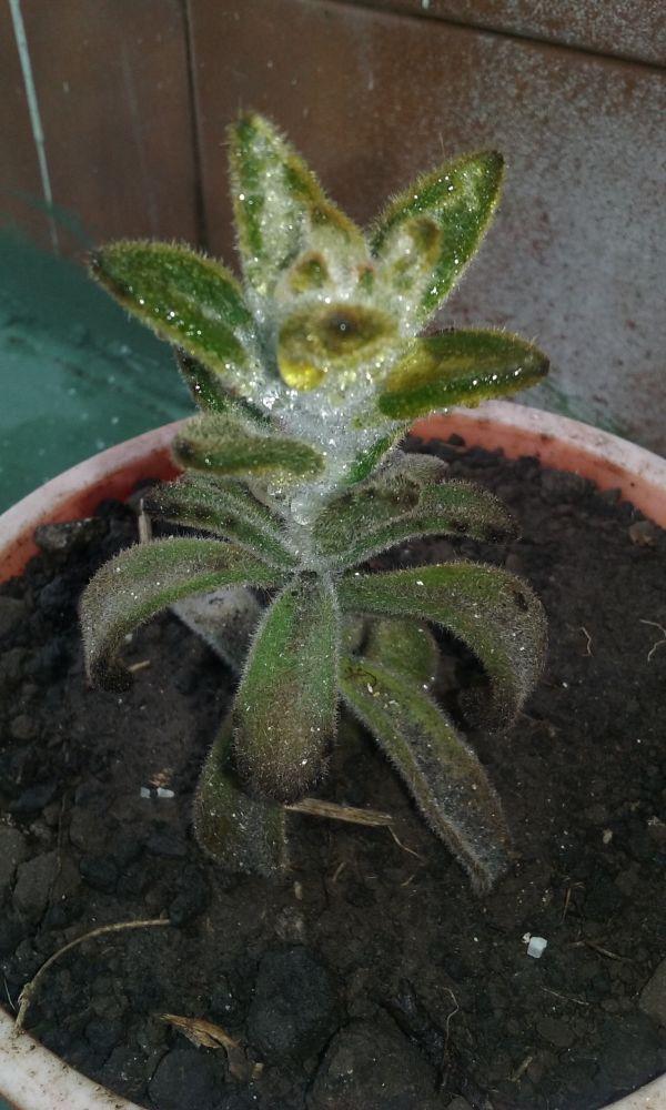 A photo of Kalanchoe tomentosa cv. chocolate soldier
