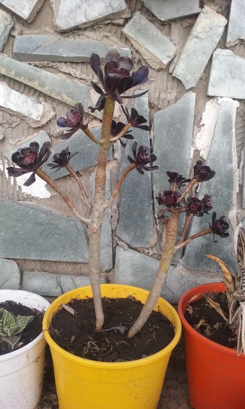 A photo of Aeonium arboreum cv. artropurpureum