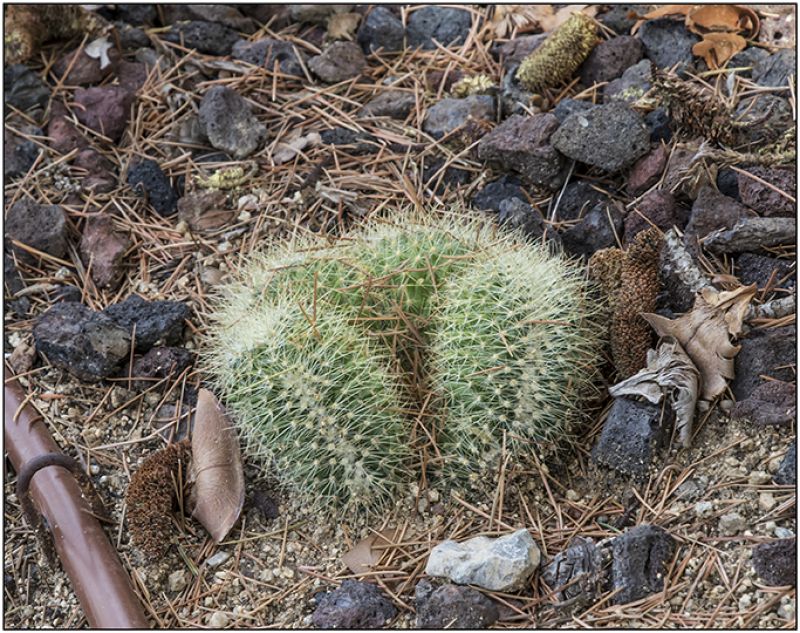 Una foto de Mammillaria rhodantha ssp. pringlei