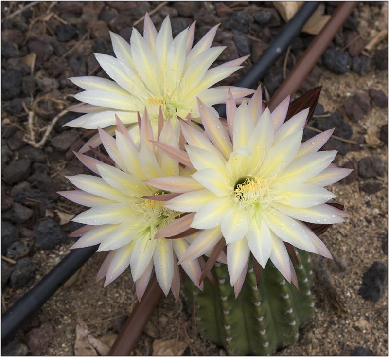Foto de un cactus que se está identificando actualmente