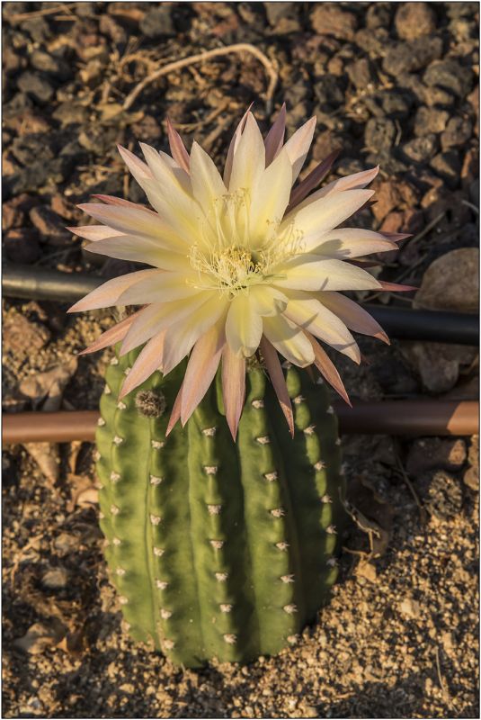 Foto de un cactus que se está identificando actualmente