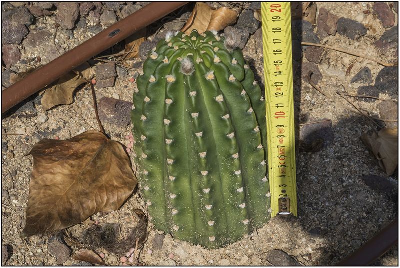 Foto de un cactus que se está identificando actualmente
