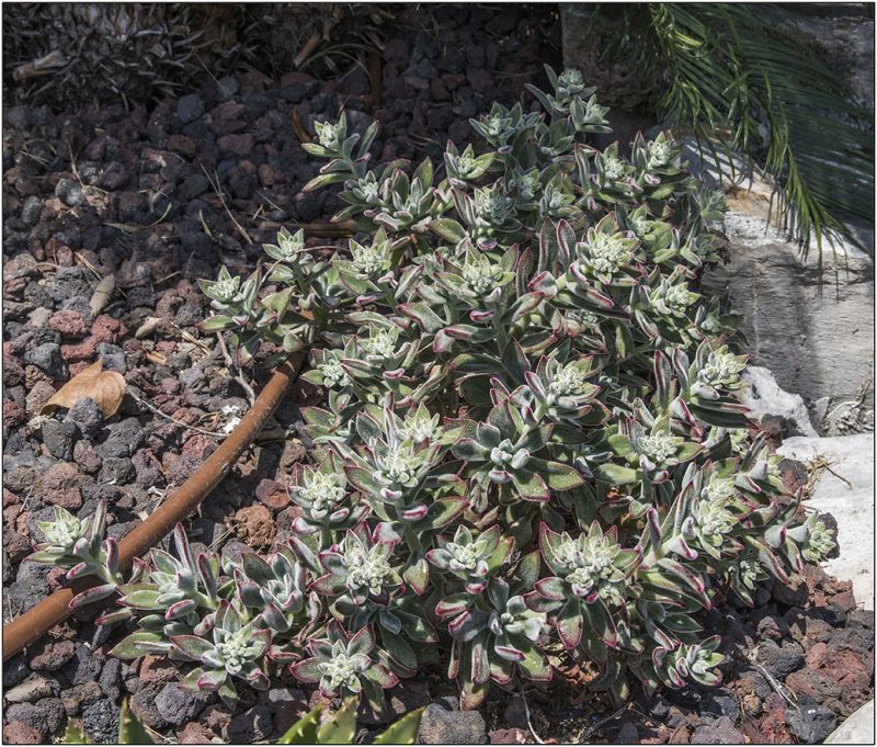 A photo of Echeveria pulvinata