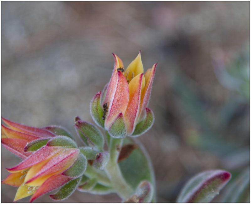 A photo of Echeveria pulvinata