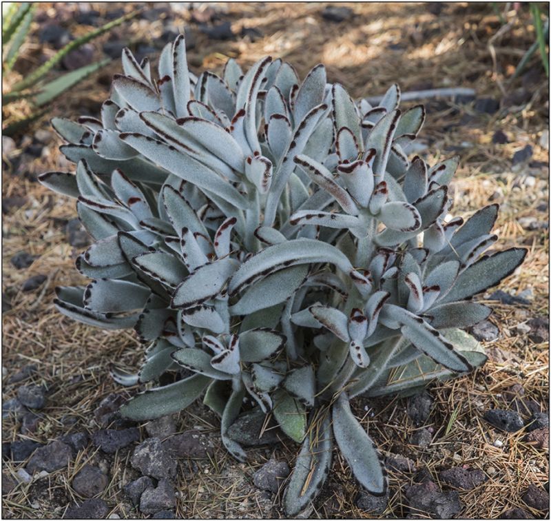 A photo of Kalanchoe tomentosa