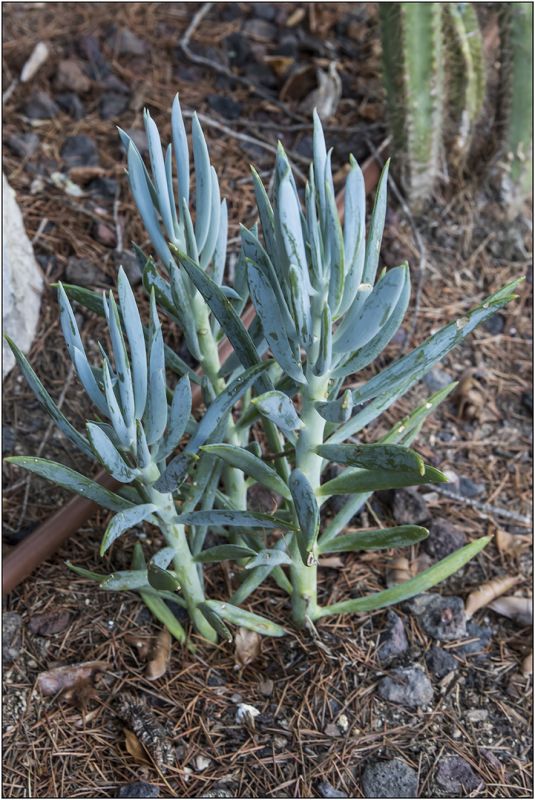 A photo of Kleinia ficoides  