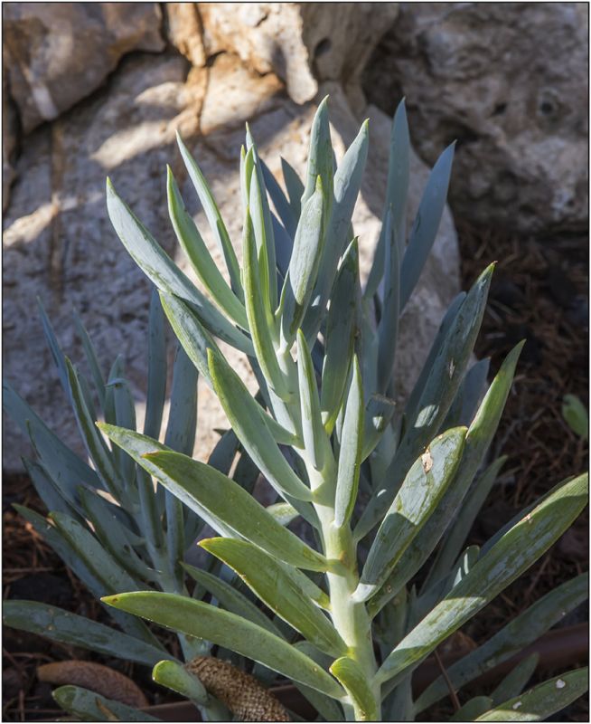 A photo of Kleinia ficoides  