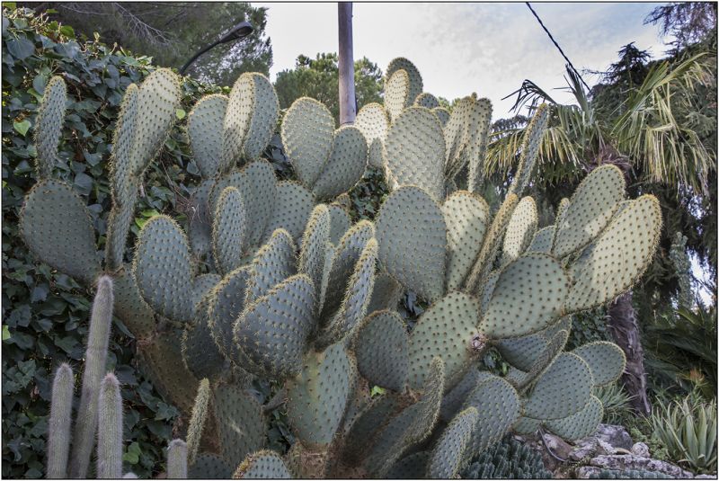 Una foto de Opuntia lagunae