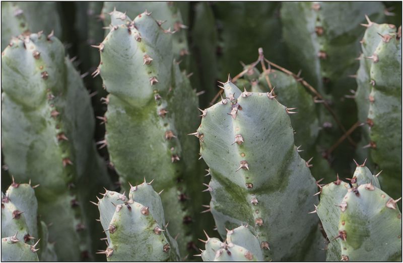 A photo of Euphorbia resinifera