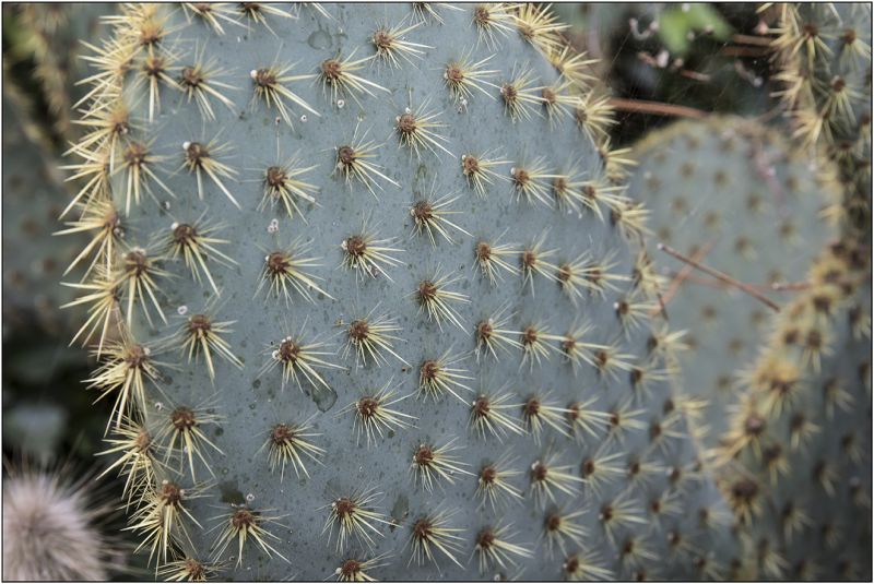 Una foto de Opuntia lagunae