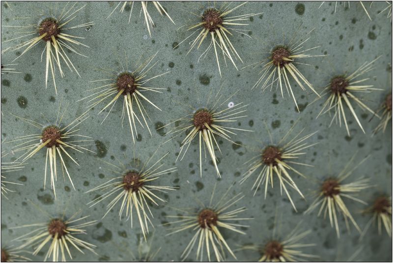 Una foto de Opuntia lagunae