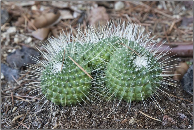 A photo of Mammillaria spinosissima fma. unpico