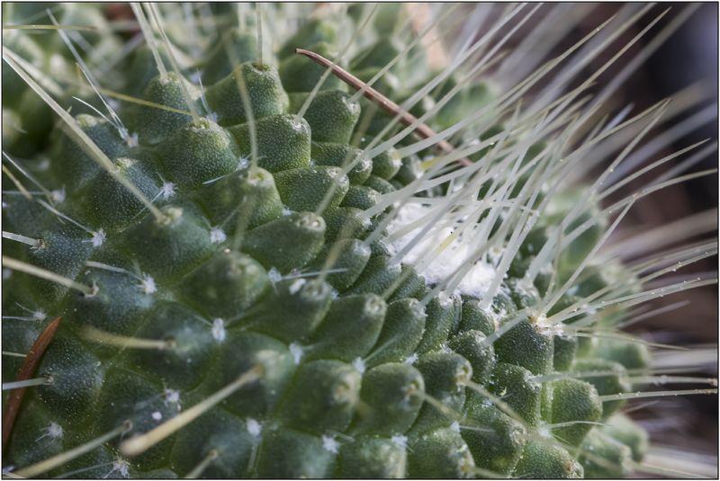 A photo of Mammillaria spinosissima fma. unpico