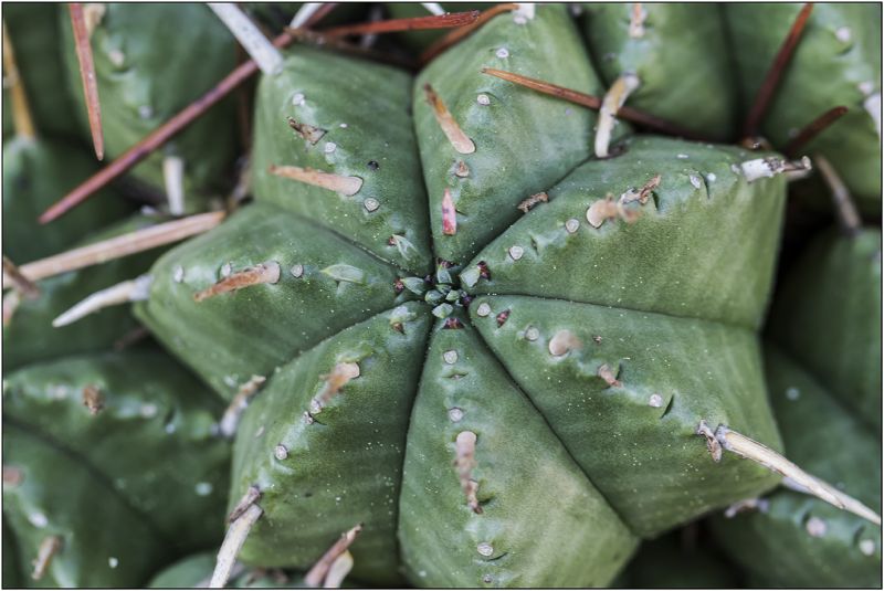 Una foto de Euphorbia pulvinata 