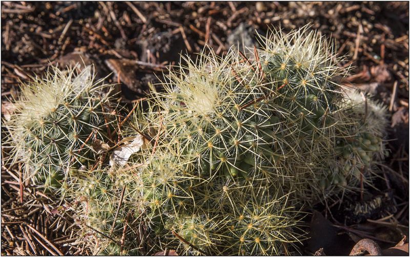 Una foto de Mammillaria rhodantha ssp. pringlei
