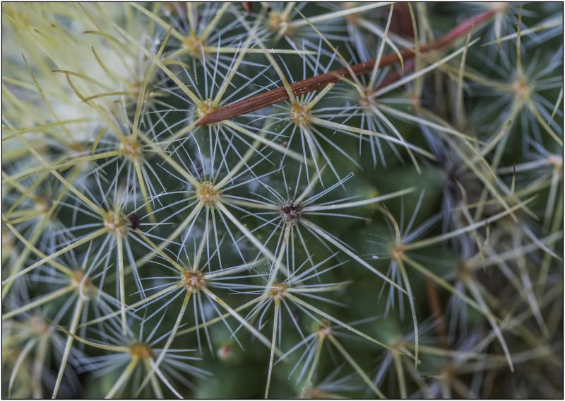 Una foto de Mammillaria rhodantha ssp. pringlei