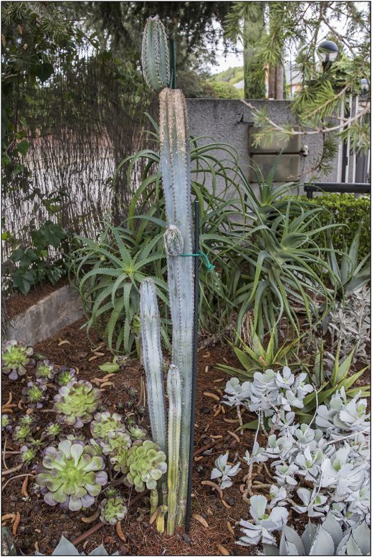 A photo of Pilosocereus leucocephalus