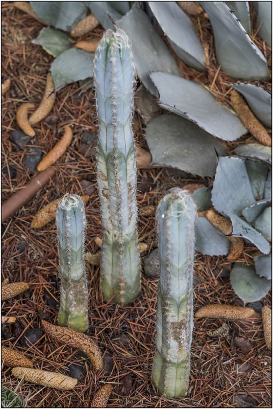 A photo of Pilosocereus leucocephalus