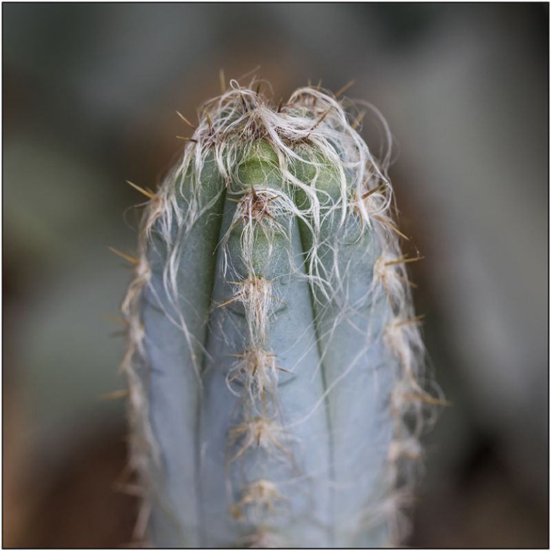 A photo of Pilosocereus leucocephalus