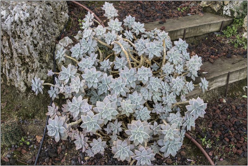 Una foto de Graptopetalum paraguayense