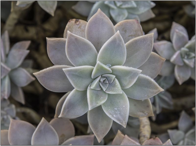 Una foto de Graptopetalum paraguayense